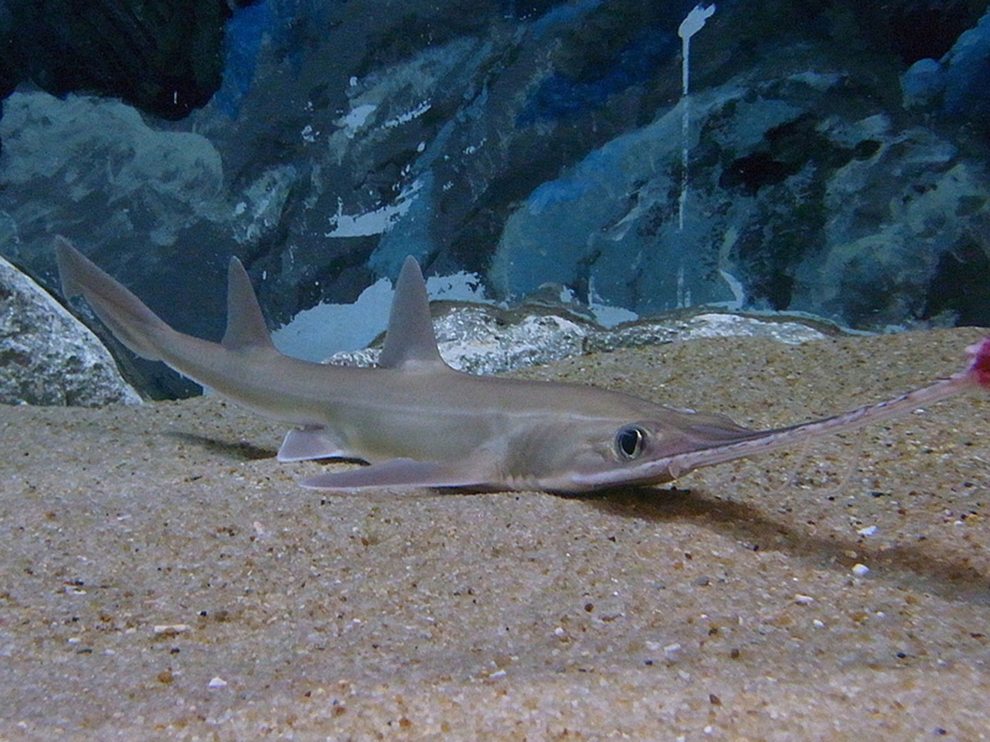 A Japanese saw shark on the ocean floor