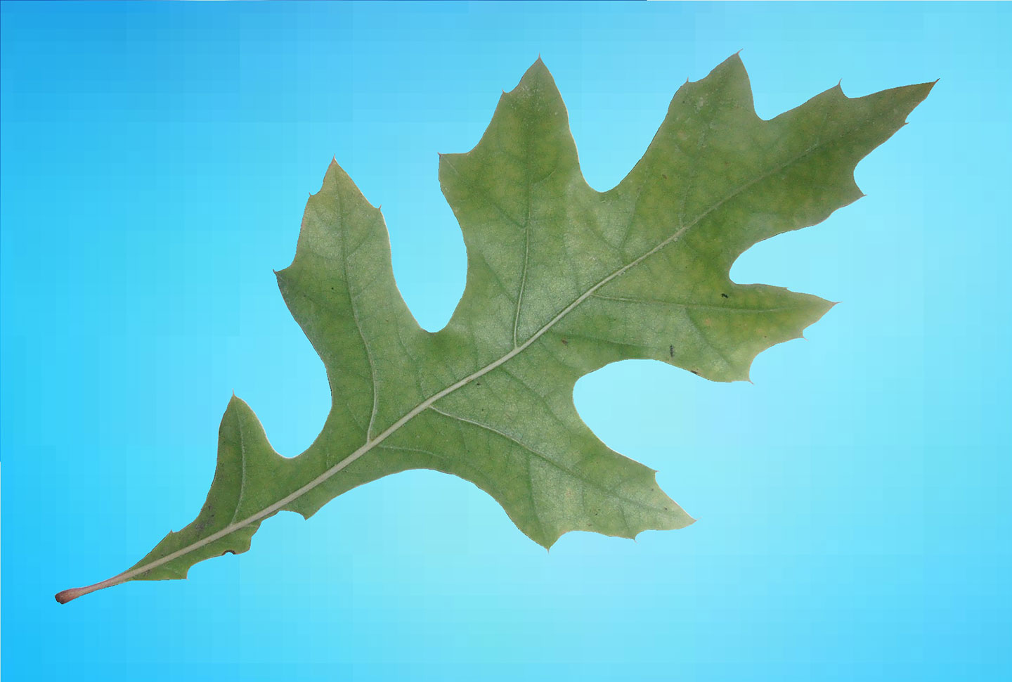Pin oak leaf