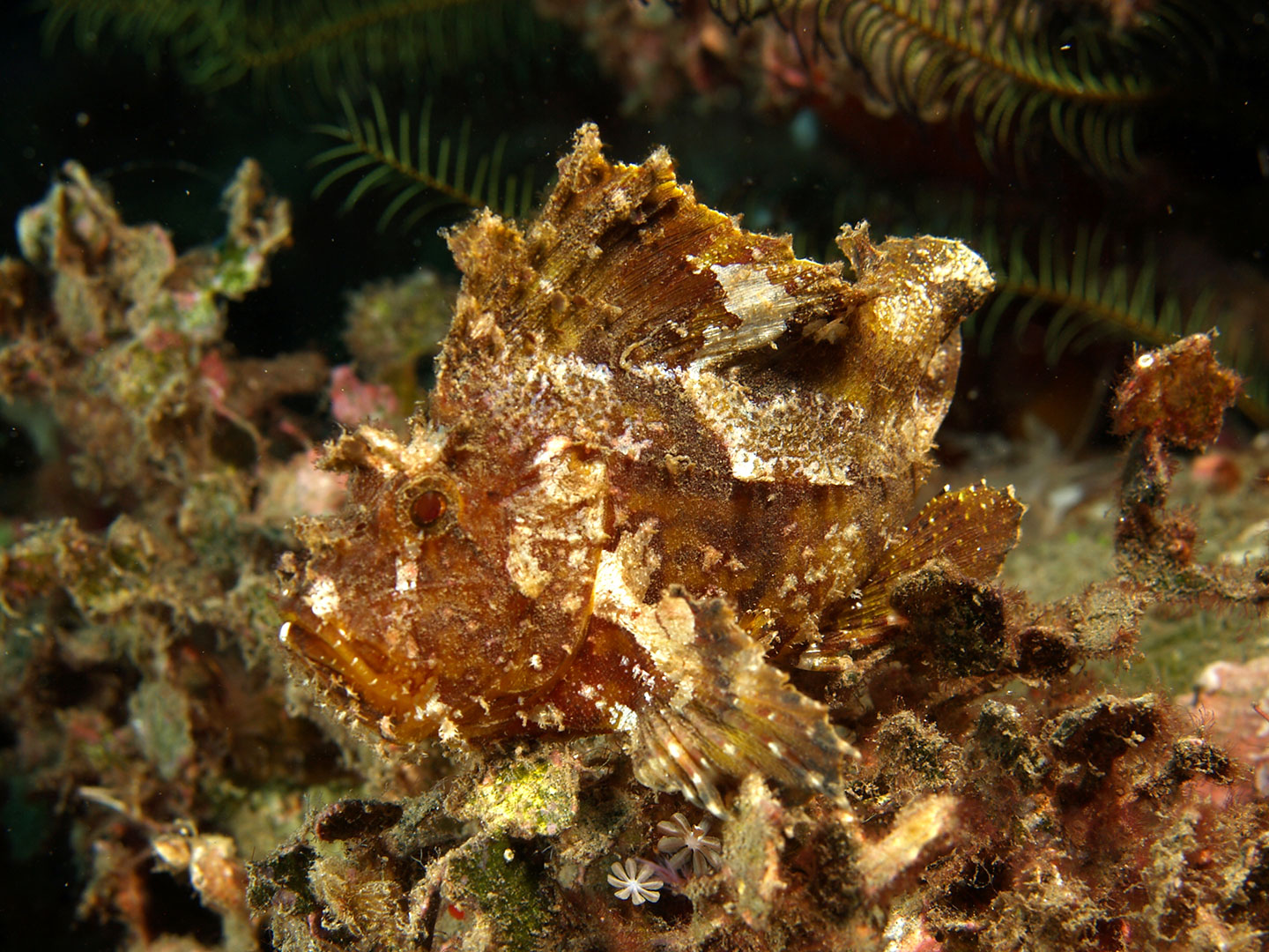 Leaf Scorpion Fish Blending in With Plants