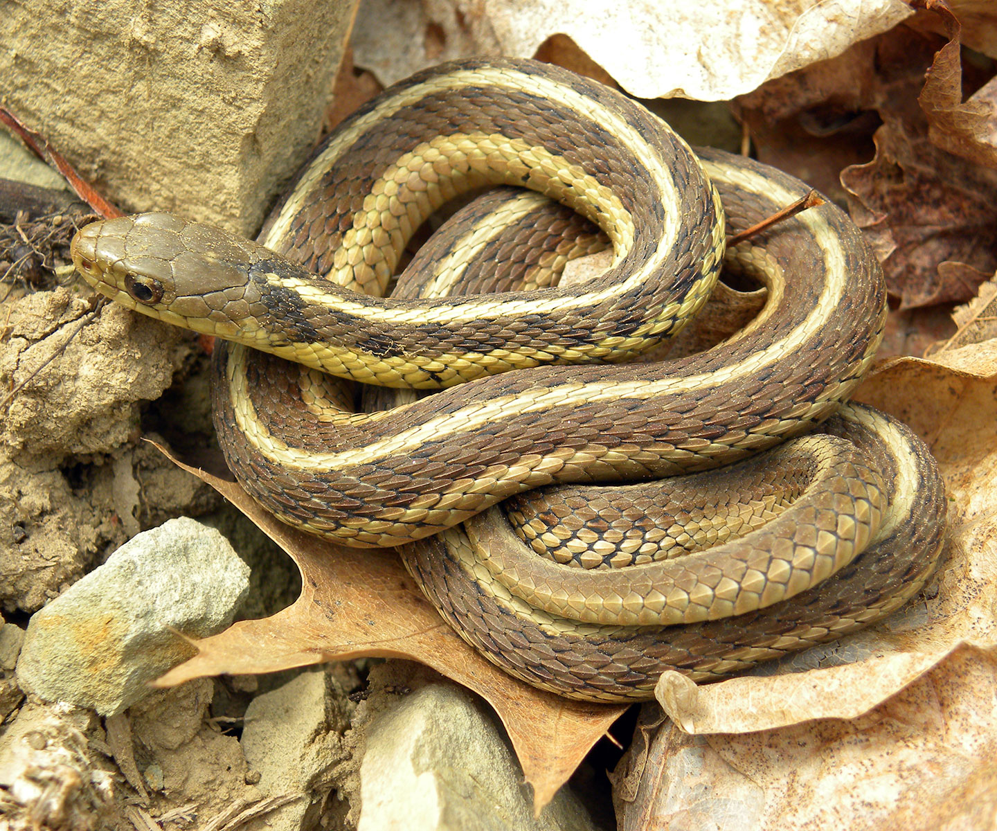 Garter Snakes Hibernate