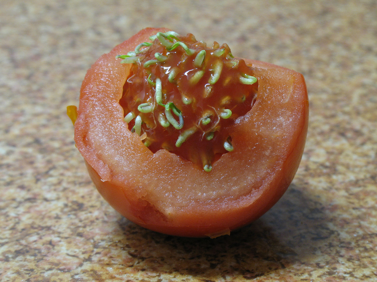 Tomato Seeds Prematurely Sprouting