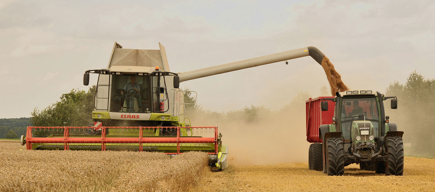 Harvesting Grain