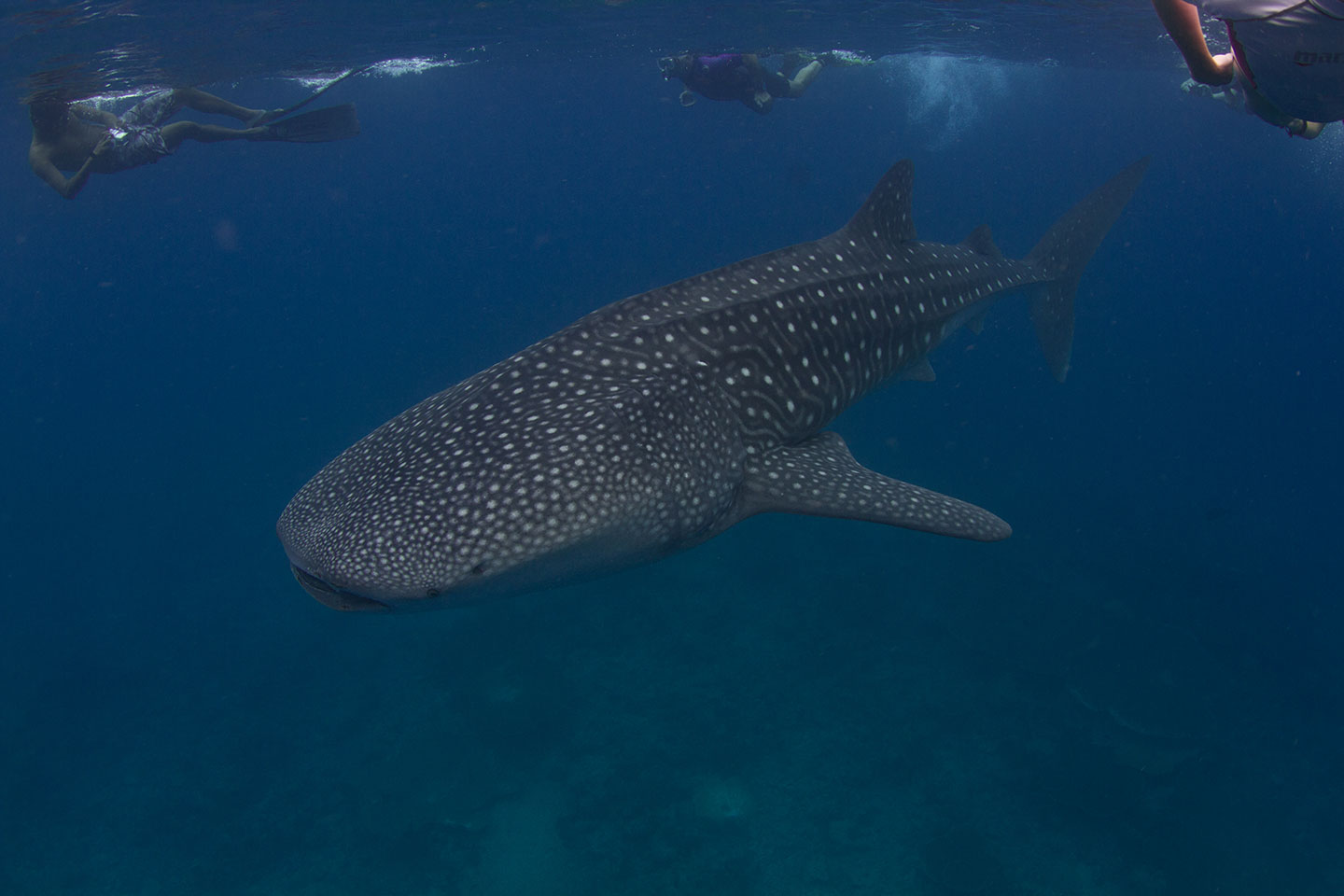 A whale shark in the ocean with scuba divers present