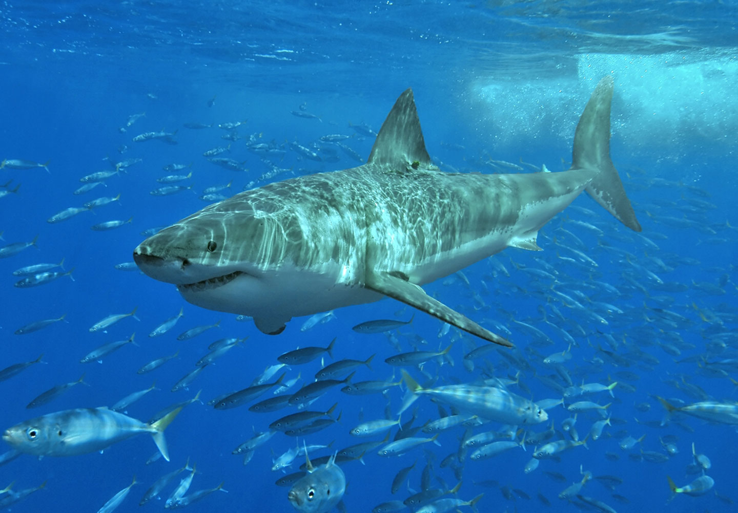 A great white shark surrounded by other fish