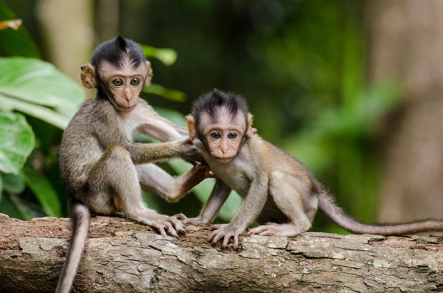 Barbary Macaque Monkeys [Infants]