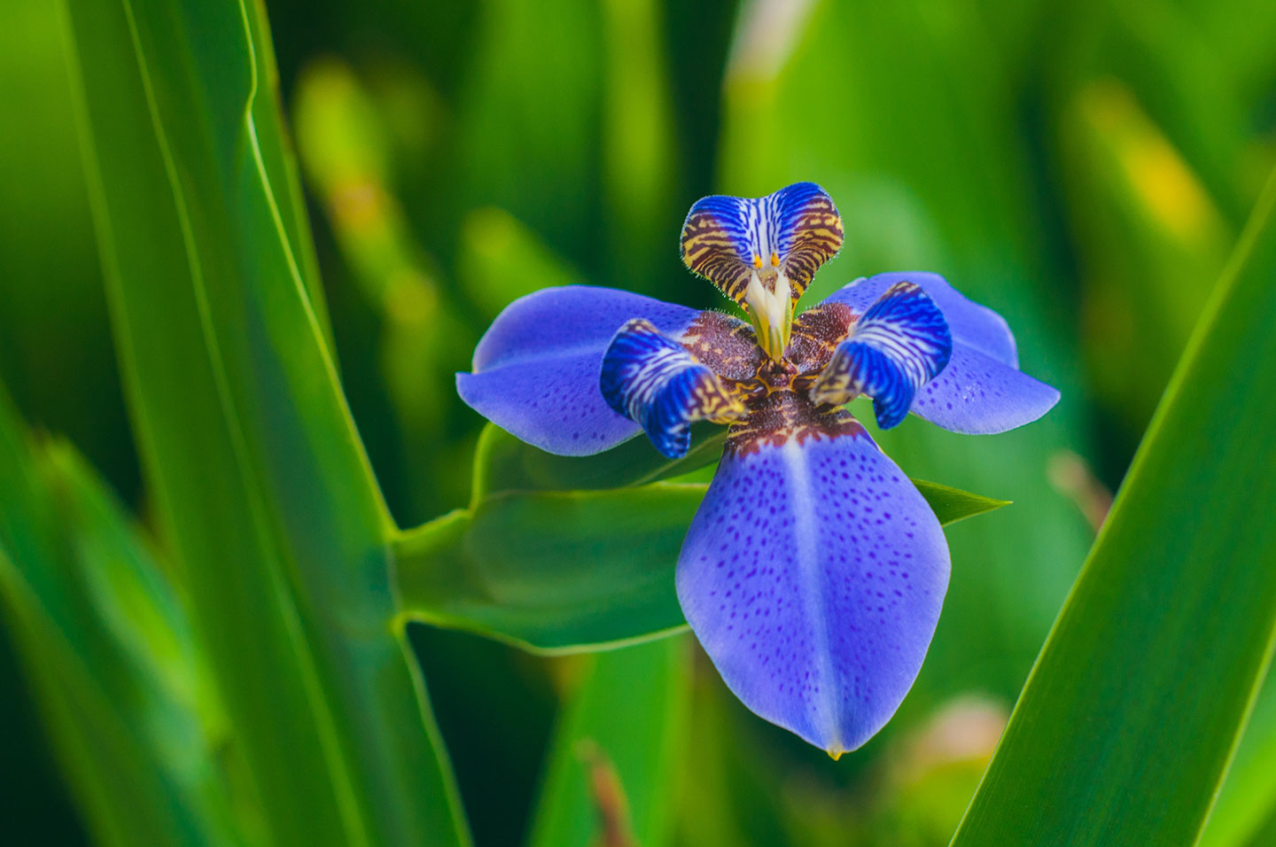 A single Iris flower surrounded by leaves