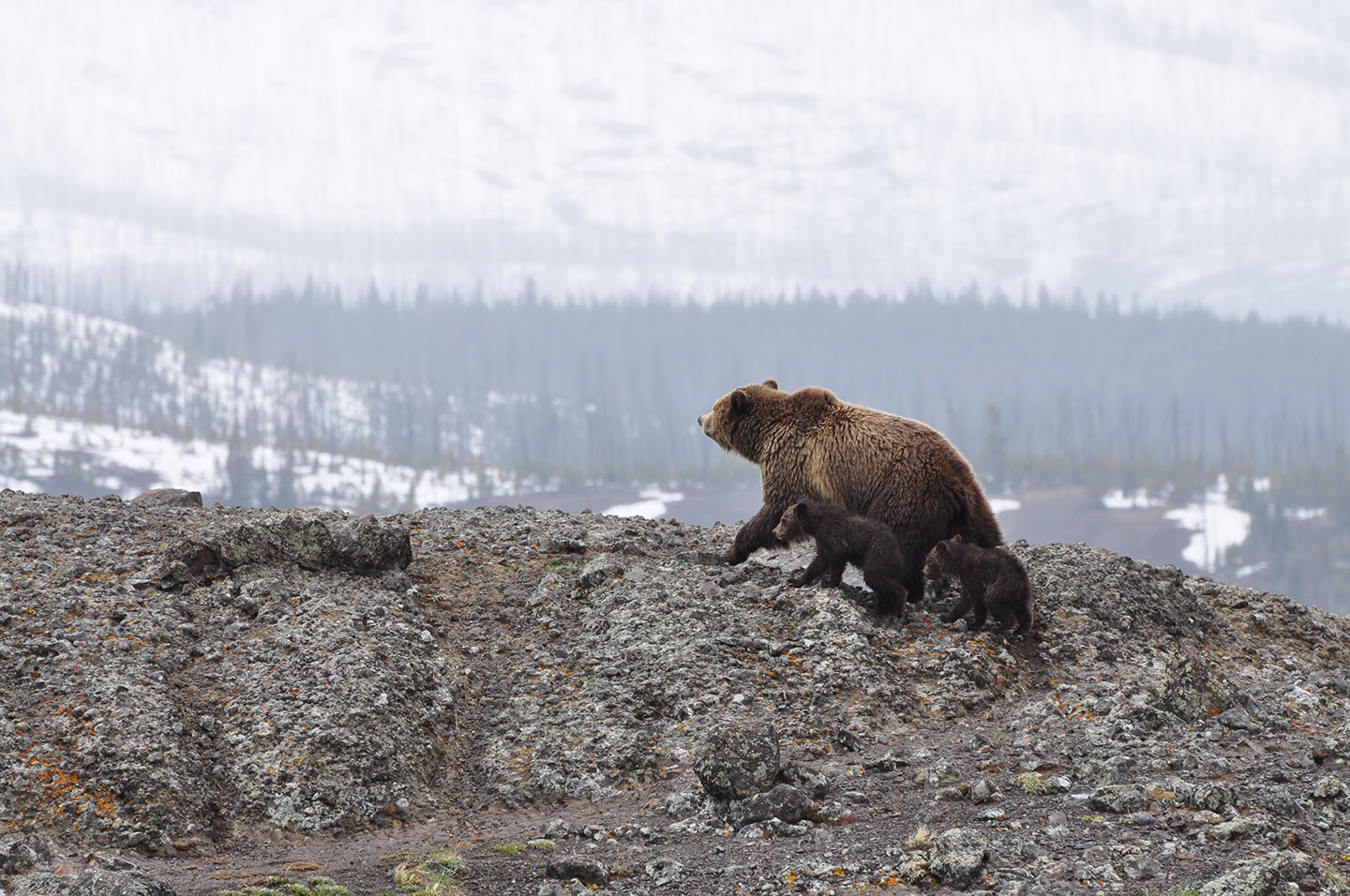 a brown bear with cubs