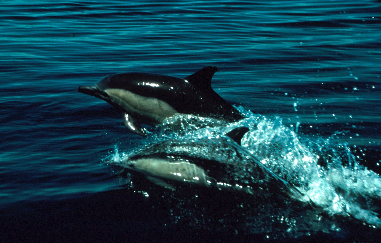 Two dolphins breaking the ocean surface