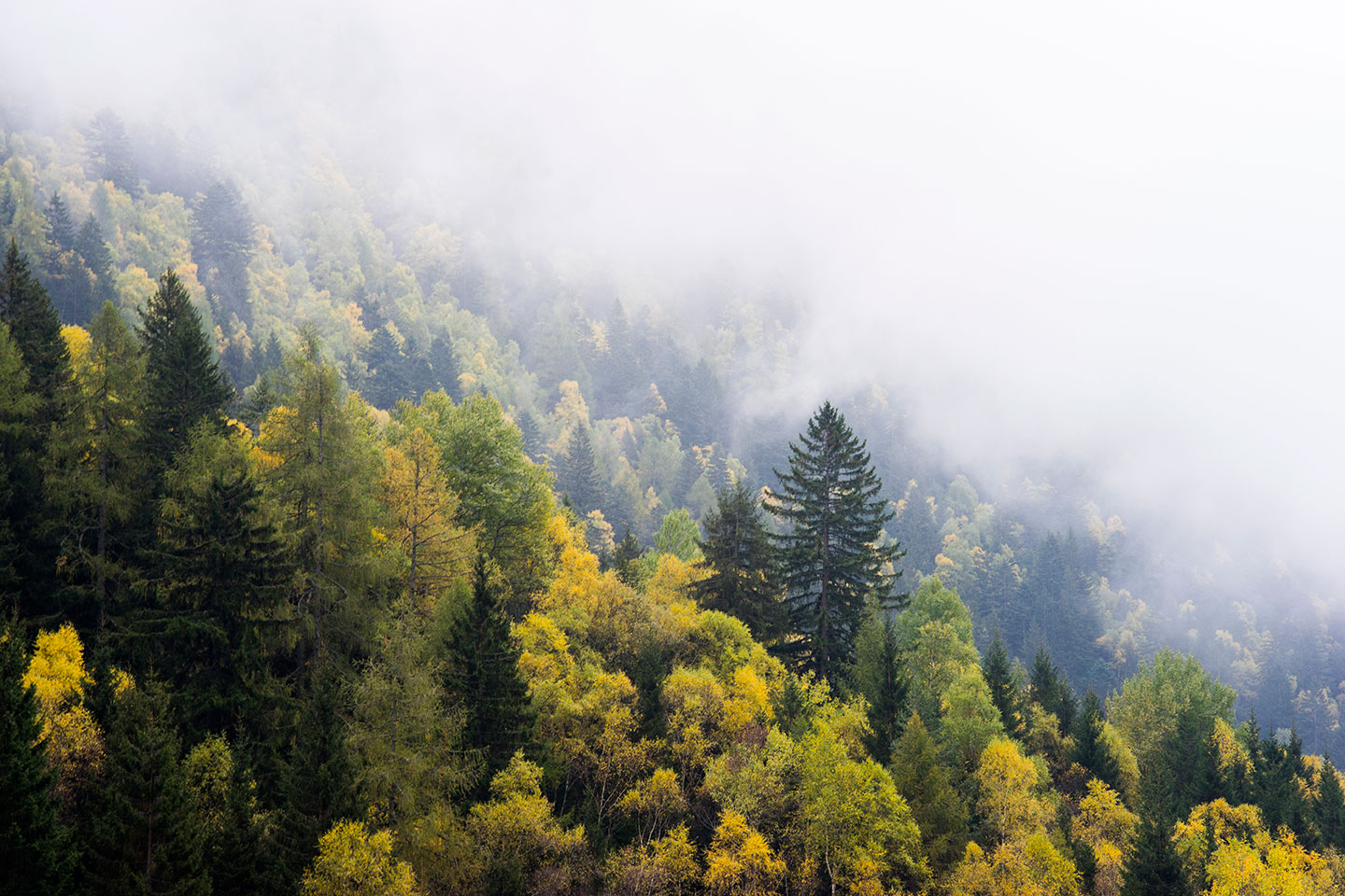 A foggy aerial view of a forest