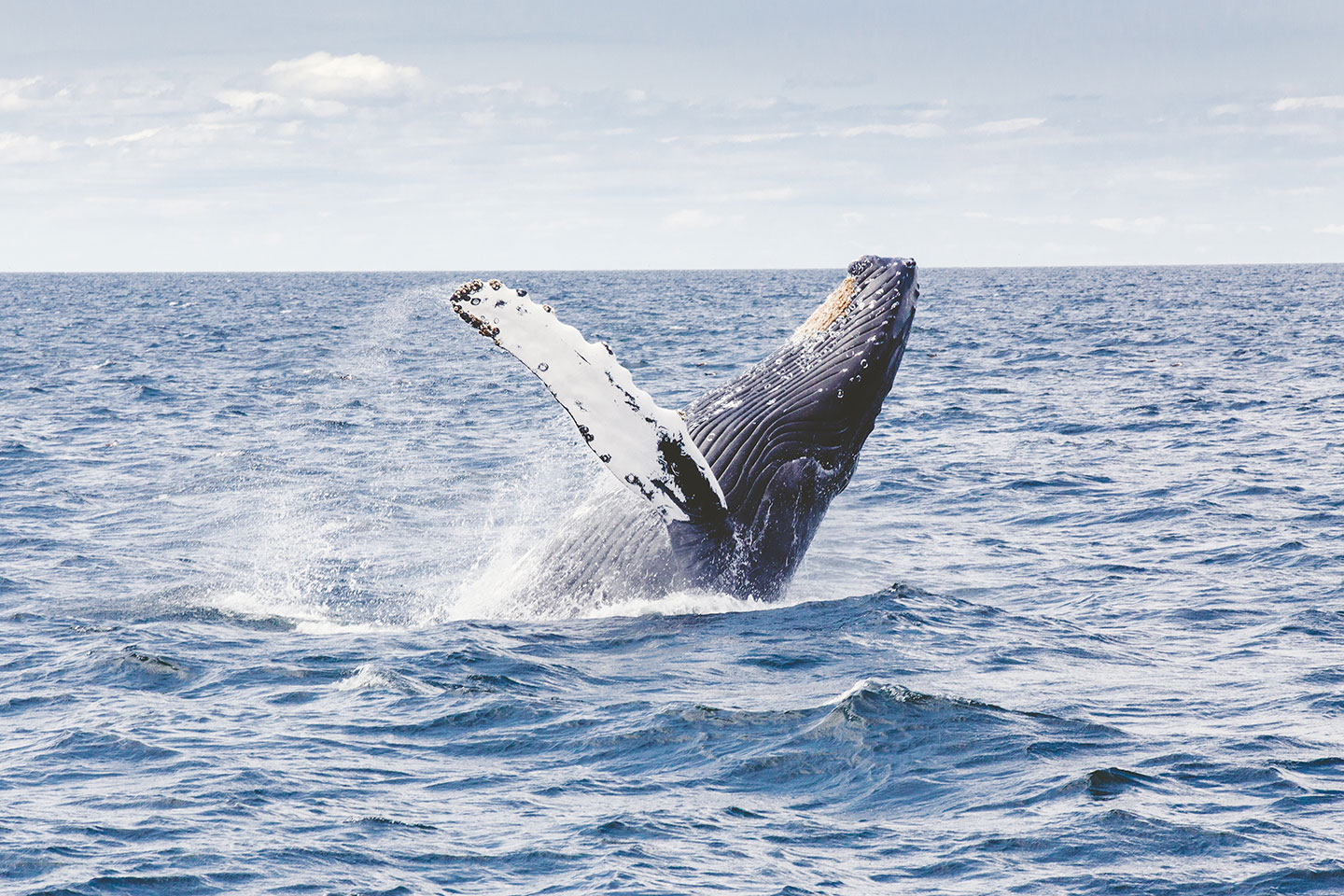 A humpback whale cresting