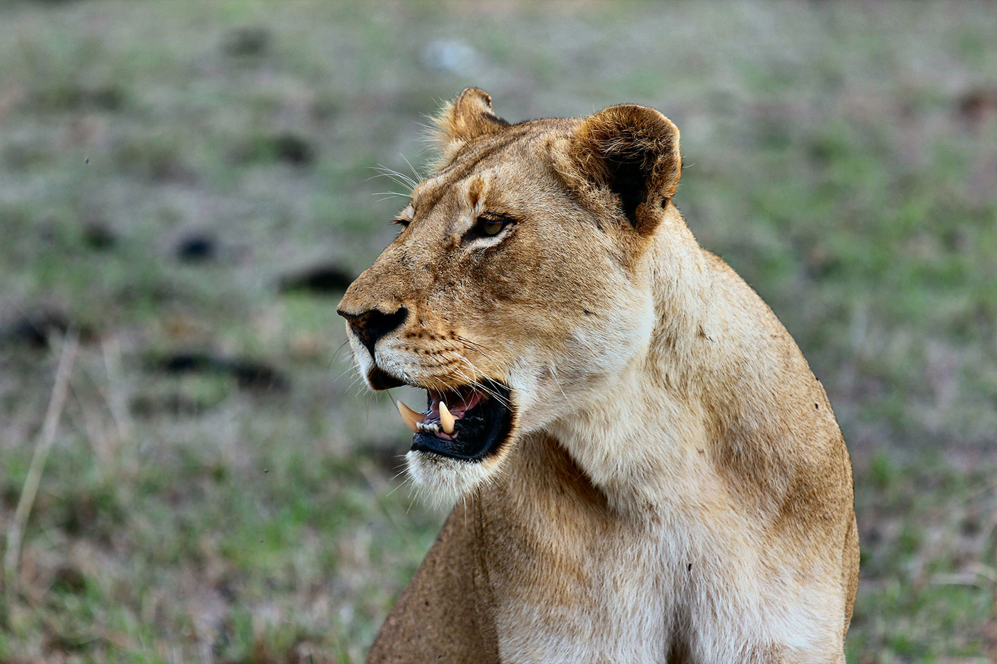 The bust of a lioness