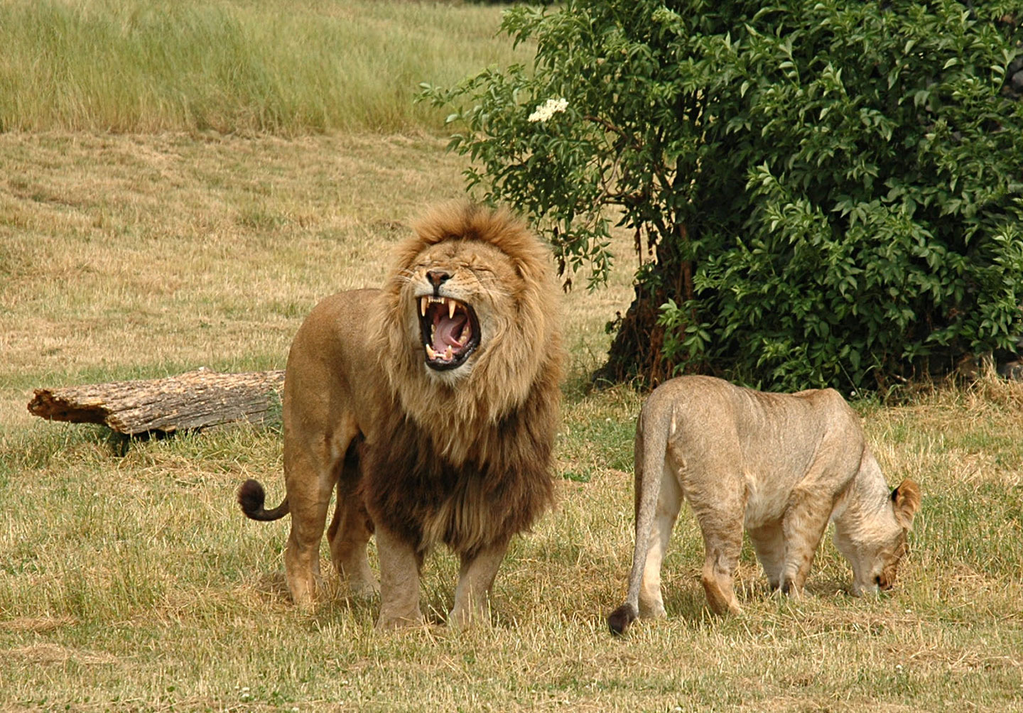 A roaring lion with a lioness