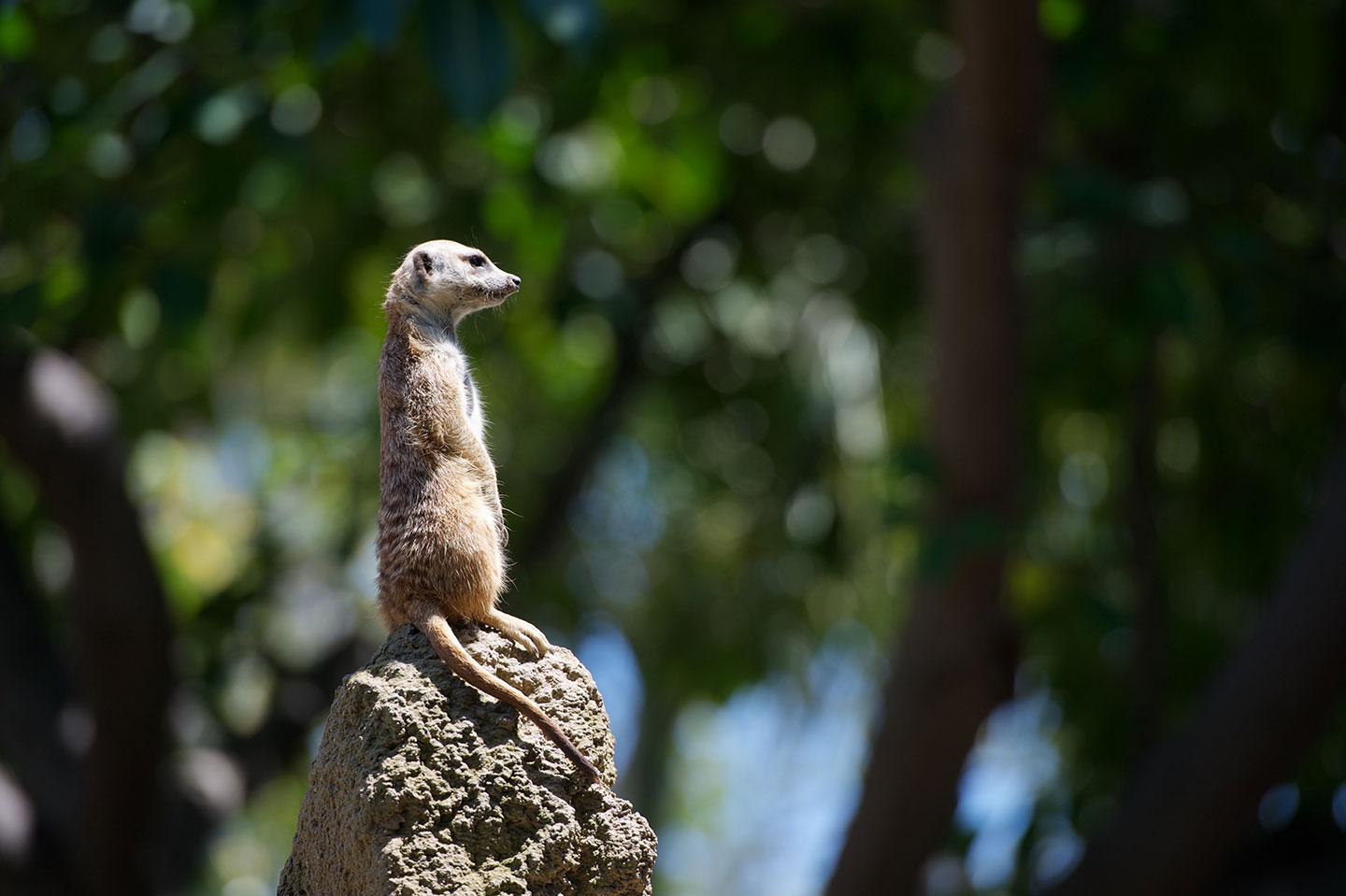 A meerkat perched on a rock