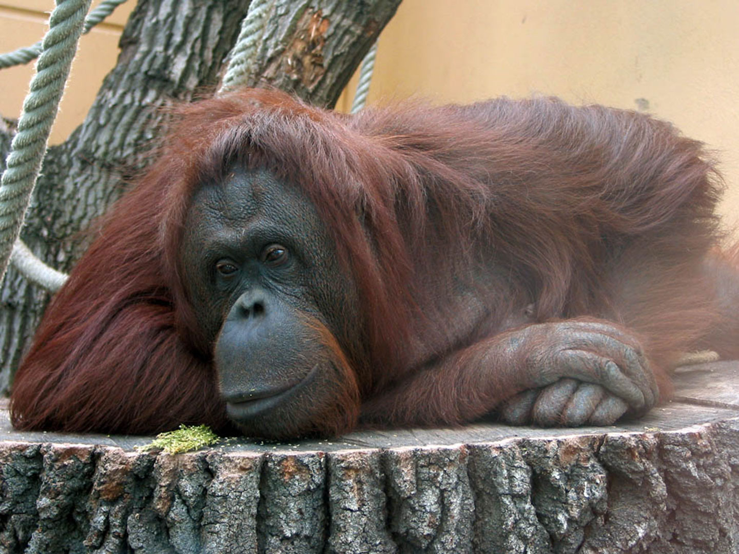 An orangutan laying on a tree trunk