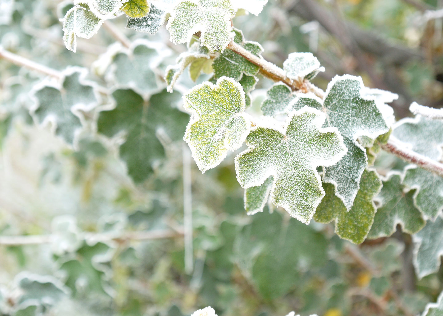 Leaves Covered In Frost