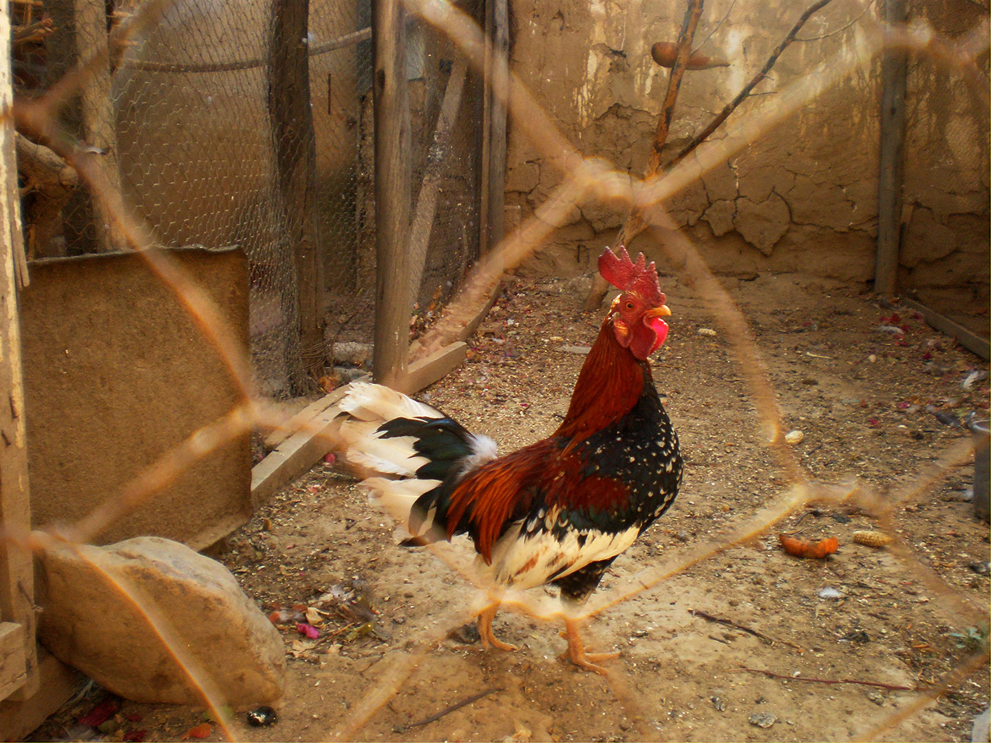 A rooster seen through a wire fence