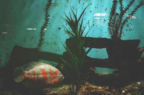 Fish in a fish tank