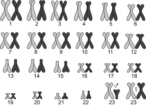 The human karyotype has 23 sets of chromosomes. The dark grey chromosomes would be from one parent and the light-grey chromosomes would be from the other parent 