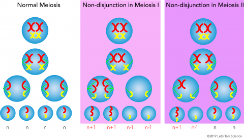 Diagram showing normal meiosis as well as nondisjunction errors that can occur in meiosis I and II. The letter “n” stands for the number of chromosomes 