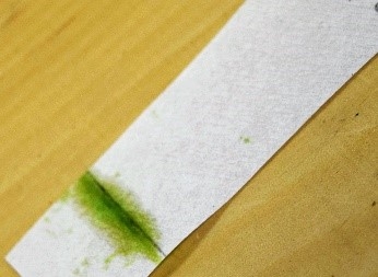 Filter paper with leaf pigment applied and ready to place in alcohol.
