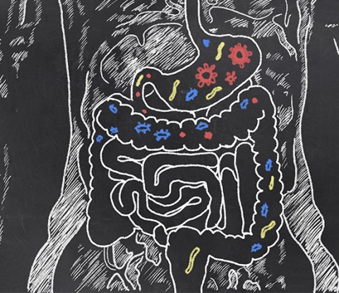 Drawing of human digestive tract