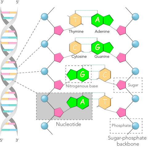 DNA structure showing the parts of DNA strands