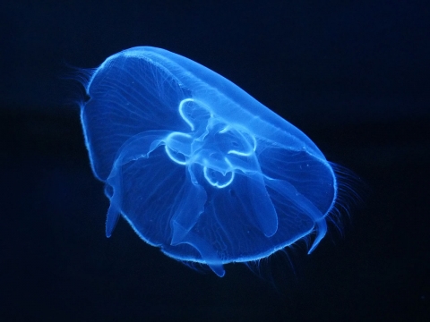 Moon jellyfish adult 
