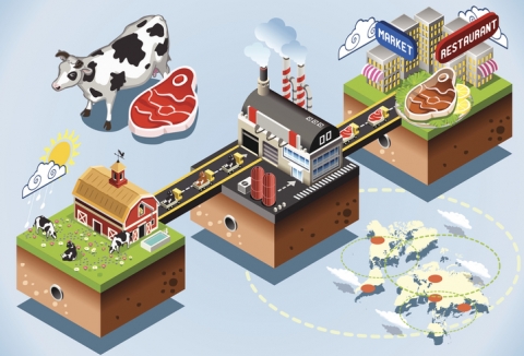 Infographic showing the supply chain for beef from the farm to the processing plant and then to the market or restaurant 