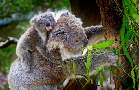 Koala mother and infant 