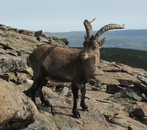 A Pyrenean ibex (Capra pyrenaica) in Spain