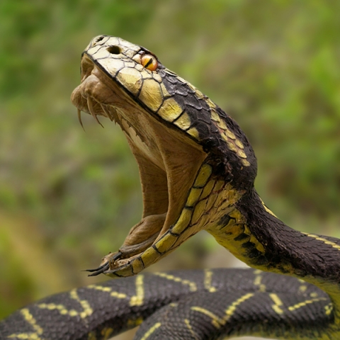 How Snake Venom Kills… and Saves Lives | Let's Talk Science