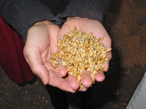 Photograph showing sprouted barley seeds