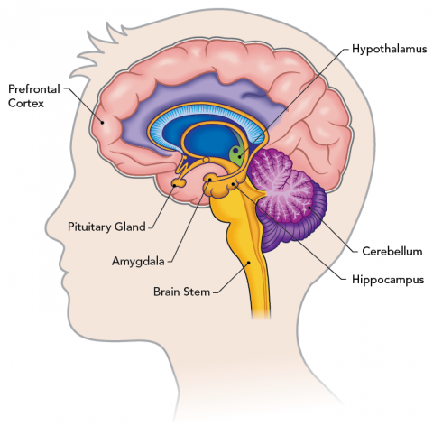 Cross-section of the brain showing the location of the prefrontal cortex and amygdala