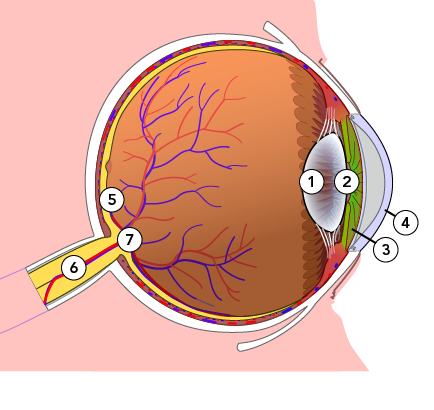 Cross-section of the human eye 