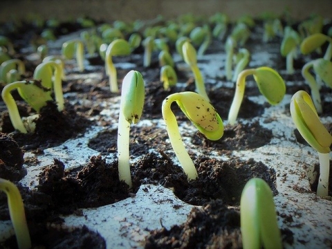 Germinating soybeans
