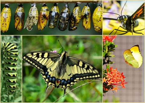 Butterflies at different stages of their life cycles