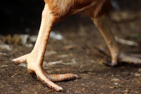 Close-up of a chicken’s feet
