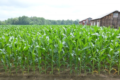 Kukuřičné pole v Ontariu 