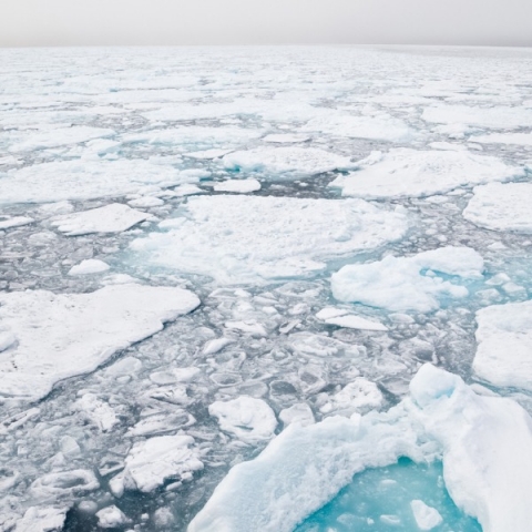 Why Don't Fish Freeze in Cold Arctic Waters? | Let's Talk Science