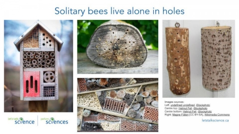 Solitary bees living alone in holes