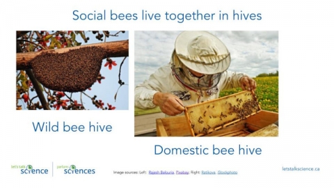 examples of social bees living together in hives