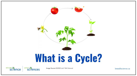 Cover image for the What Is A Cycle slideshow