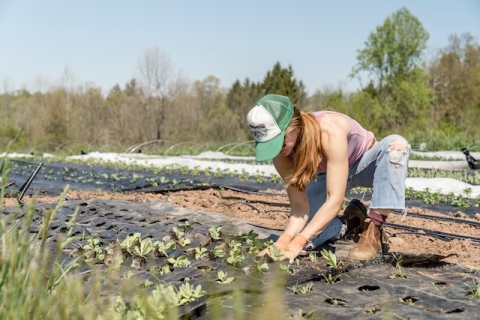 farm worker planting seeds in a field