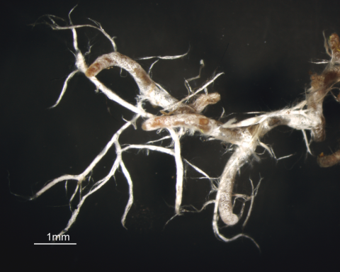 Shown is a colour, close-up photograph of thick, white filaments branching out from a root.