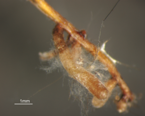 Shown is a colour, close-up photograph of thin, web-like filaments around a light brown root.