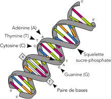 DNA structure showing the sugar-phosphate backbone and nucleotide bases 