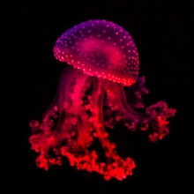 Red jellyfish