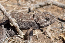Chameleon blending in its surroundings