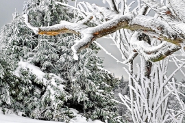 Coniferous and deciduous trees covered in snow