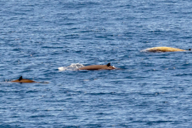 Cuvier's beaked whales